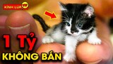 🔥 7 Khả Năng Kinh Ngạc Của Mèo Khiến Các Đại Gia Bỏ Tiền Tỷ Để Sở Hữu Chúng | Kính Lúp TV