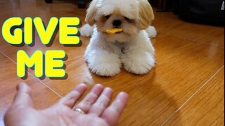 Cute Shih tzu Puppy Doesn't Want to Share His Treats