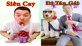 Thú Cưng TV | Tứ Mao Đại Náo #31 | Chó Golden Gâu Đần thông minh vui nhộn | Pets cute smart dog