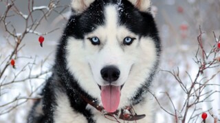 When it comes to raising huskies, I only obey this young lady