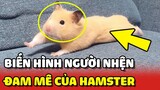 Hamster mê làm NGƯỜI NHỆN khiến Sen ĐAU ĐẦU vì phải BÓ BỘT liên tục 😂 | Yêu Lu
