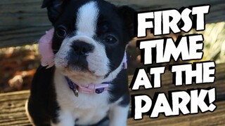 Boston Terrier puppy 6 weeks old!