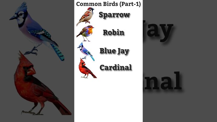 Common Birds Names (Part 1)