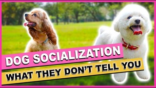 THE TRUTH ABOUT PUPPY SOCIALIZATION| How I socialized my dogs| The Poodle Mom