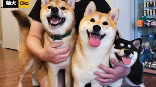 [Pecinta Anjing] Shiba pecemburu