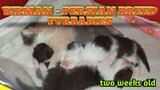 Birman- Persian Breed Furbabies (two weeks old)