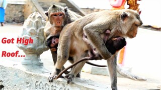 Oh Look Super and Amazing! Baby Benny Learns to Walk Near The Edge of High Stupa