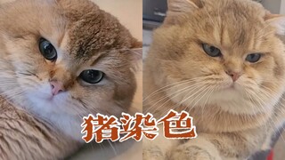 请不要给猪染色！猫:???