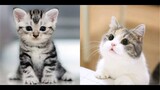 Kucing Lucu , Kumpulan Video Tik Tok Kucing Lucu Gemesin Banget Terbaru 2020