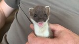 Help a cute wild baby ferret move
