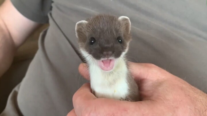 มาช่วยลูก Stoat ย้ายบ้านกัน