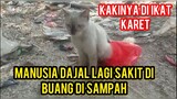 Astagfirullah Kucing Sakit Di Buang Di Tempat Sampah Di Karetin Kejam Kaya Dajal..!