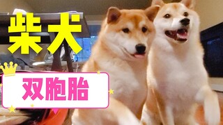 【柴犬智商有多高】英语四级没问题