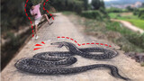 Draw a snake on the road to scare passersby