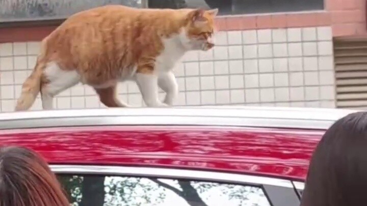 Cat: I am speechless. My family members, someone touched my butt.