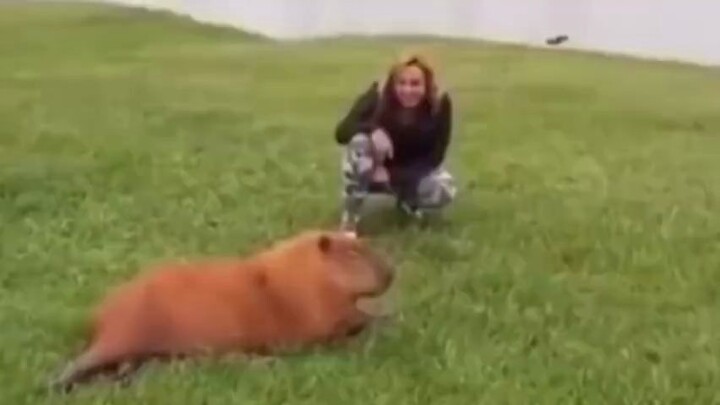 Đừng dễ dàng chạm vào capybara, nếu không nó sẽ...