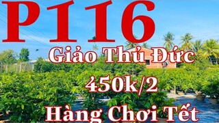 Mai vàng chơi tết p116   0384620997 Thư   giảo thủ đức hàng chơi tết giá 450k 2 cây bao ship