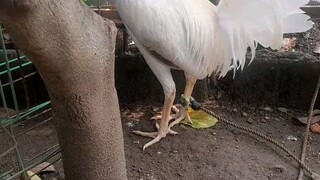F1 White kelso biboy line