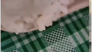 Minta nasi sesendok🗿
