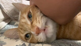 [Hewan]Kucing Tidak Memahami Ciuman?