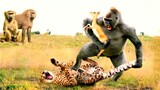 Baboon Saves Impala From The Cheetah's Jaw.