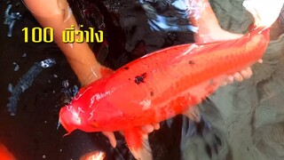 ซื้อปลาคาร์ฟไม่ต้องแพง 55บาท100บาท l คุณพ่อคราฟ