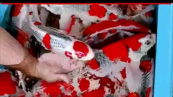 koi