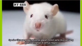 TIKUS DALAM PANDANGAN ISLAM #2023 #islam #ryshs #dakwah