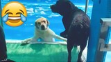 Try Not To Laugh-Funny Animals Fails Compilation || PETASTIC 🐾