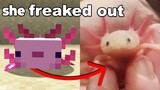 I Gave my Mom a Minecraft Axolotl in Real Life