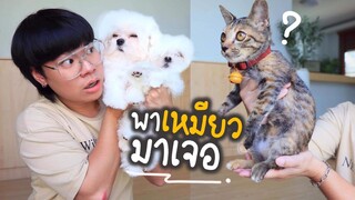 พาน้องหมาใหม่เข้าบ้าน...น้องเหมียวว่าไง??