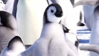 Penguins: Natural Dancers