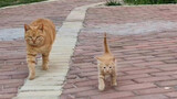 Động vật|Mẹ mèo đánh cùng chân dạy con đi catwalk.