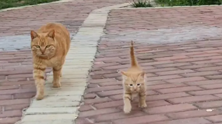 Animal|Mother Cat With Wrong Walking Posture Teach Kids How To Walk