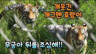 "Cara bermain yang sangat kasar" kisah Famous Tiger Family in Korea😀😃😄😁😆😅😂🤣😭 3 musik🎶