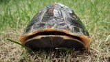 Cuora Flavomarginata adalah spesies kura-kura yang unik