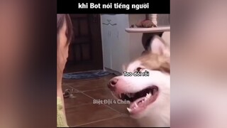 khi Bot nói tiếng người botngao chókhôn funny chó_cưng animalfunny