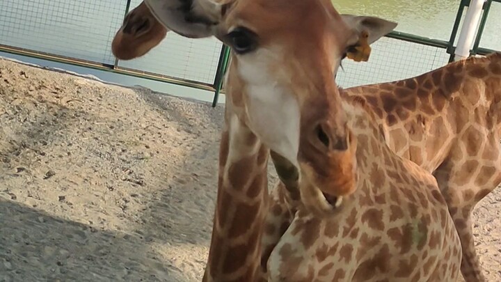 Pakain muna ng mga giraffe 🤘🏻