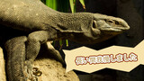 Animals|Komodo Dragon