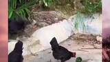 Cara mudah menangkap Ayam