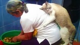 Cute Cats Say “I Love You” To Their Owner In Their Language - Cat Show Love
