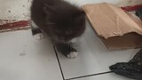 kucing cebol umur 1 bulan