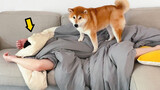 Từ khi nuôi chó Shiba, không ngủ được giấc nào ngon