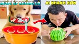 Thú Cưng Vlog | Tứ Mao Ham Ăn Đại Náo Bố #18 | Chó gâu đần thông minh vui nhộn | Smart dog funny pet