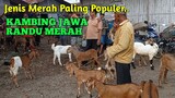 UPDATE HARGA KAMBING JAWA RANDU MERAH PALING POPULER