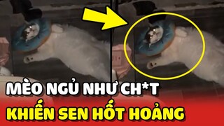 Mèo béo làm sen hốt hoảng vì đi ngủ mà trông như ch*t 😂 | Yêu Lu