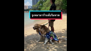 ร้านซีฟู้ดลับๆริมหาดพัทยา เจอน้องหมาจรรุม เกือบเอาชีวิตไม่รอด😆🌴