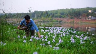 Chiều Quê Nấu Nồi Mắm Kho Và Hái Hoa Lục Bình Chấm Ăn Ngon Lành