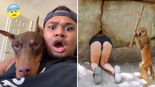 Pets That Got Me Laughing For 1hr Straight