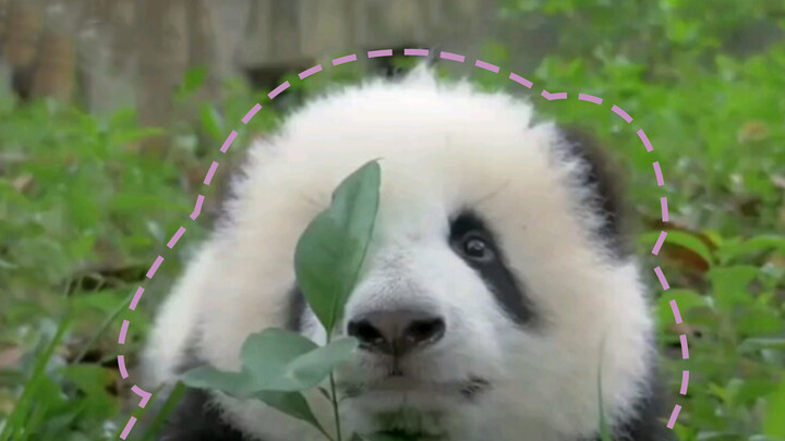 Hilarious! Wifi hairstyle + bunny hops… Are you really a panda?